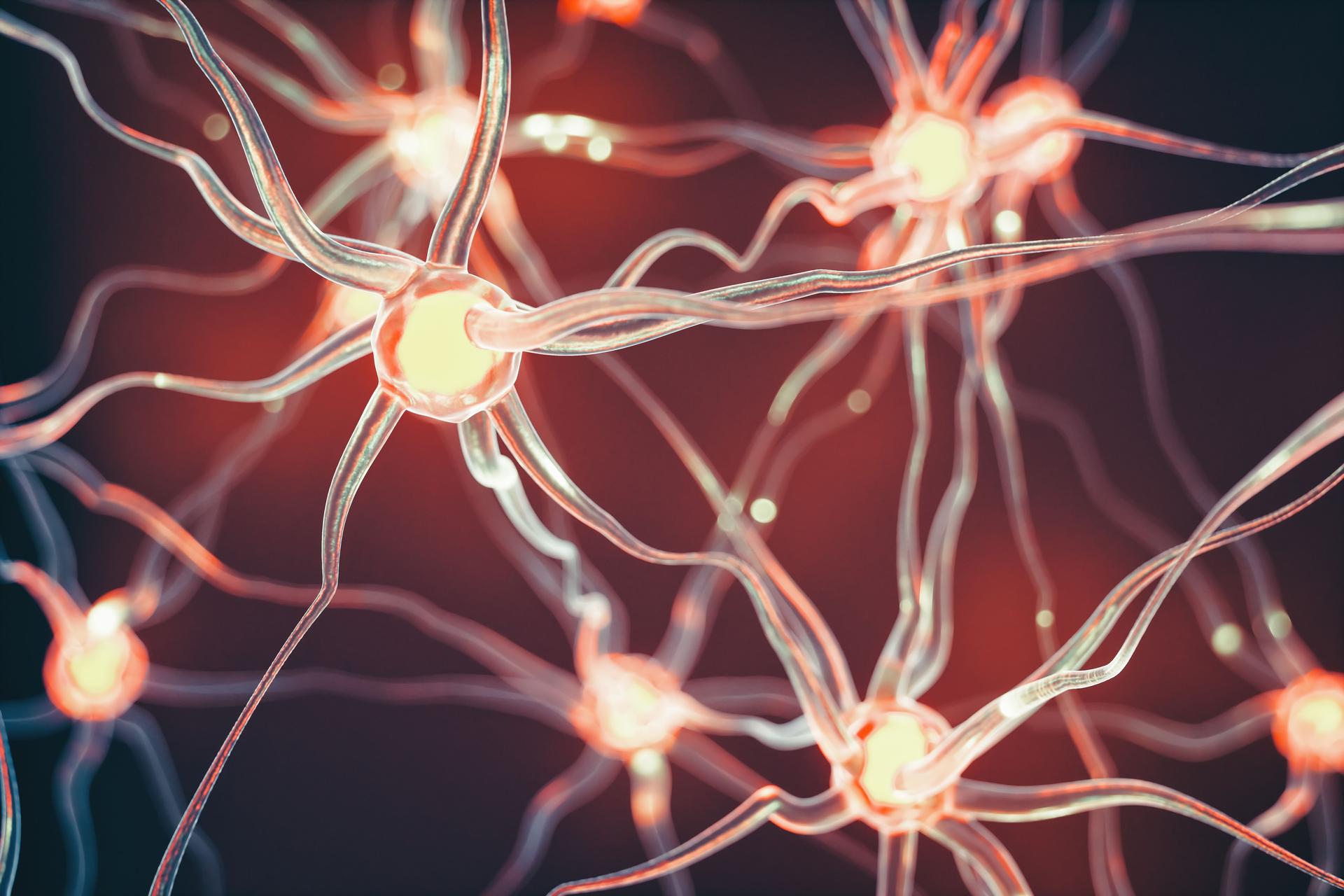 Neurons